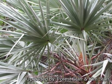 Serenoa repens f. glauca