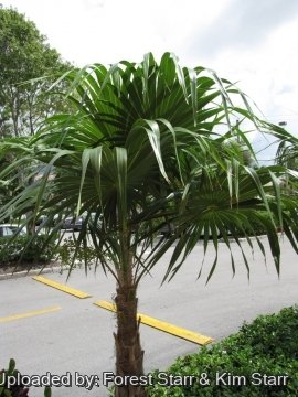 Thrinax radiata