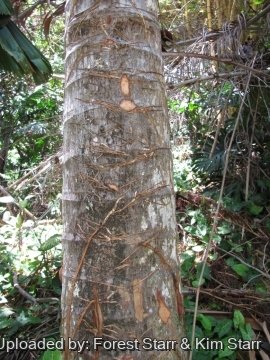 Verschaffeltia splendida