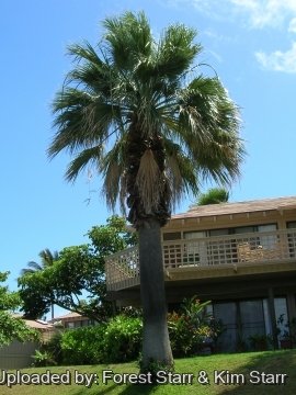 Washingtonia filifera
