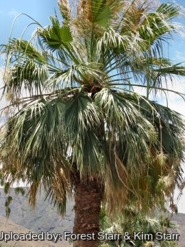 Washingtonia filifera