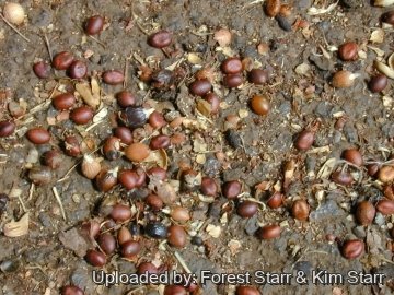 Washingtonia robusta