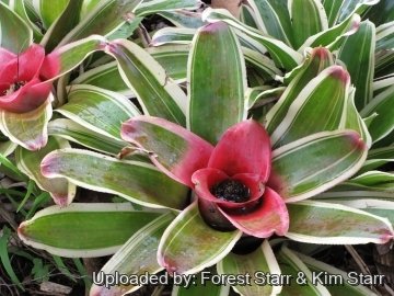 Neoregelia carolinae cv. Flandria