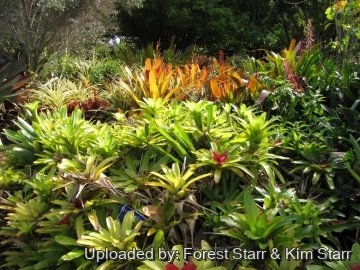 Neoregelia carolinae