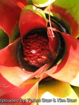 Neoregelia carolinae