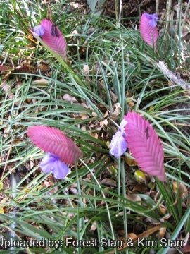 Tillandsia lindenii