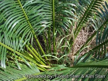 Cycas circinalis