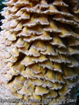 Cycas revoluta