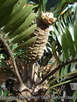 Zamia furfuracea