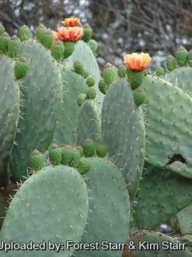 Opuntia ficus-indica