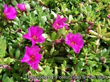 Portulaca amilis cv. Puerto Rican Hot Pink
