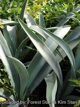 Agave tequilana