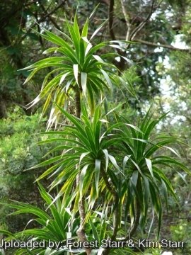 Dracaena auwahiensis