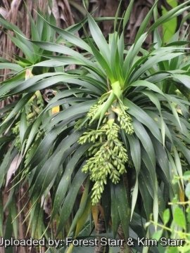 Dracaena auwahiensis