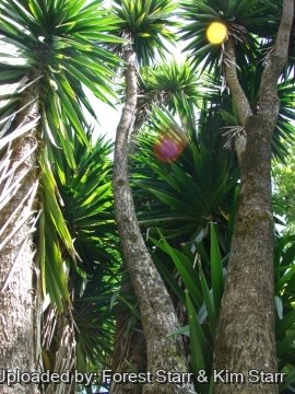 Yucca gigantea