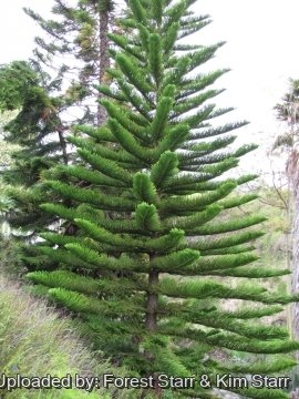 Araucaria heterophylla