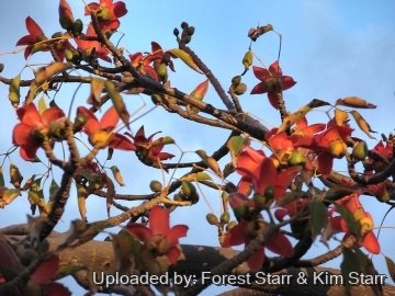 Bombax ceiba