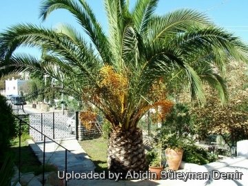 Phoenix canariensis
