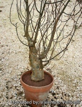 Bursera fagaroides