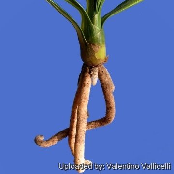 Clivia miniata f. variegata cv. Chinese Five Color Orchid