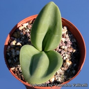 Rauhia peruviana