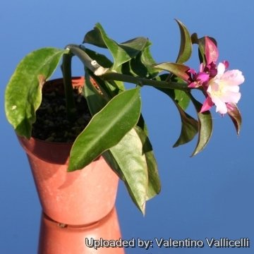 Pereskia grandifolia subs. violacea