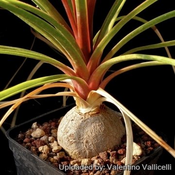 Beaucarnea recurvata