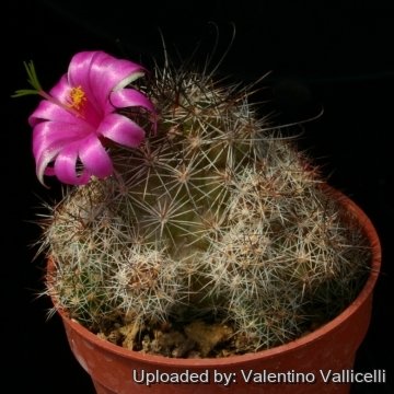 Mammillaria swinglei