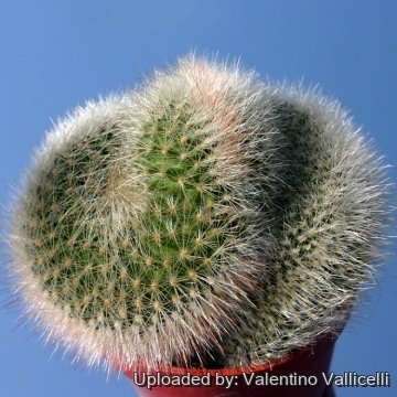 Mammillaria spinosissima var. auricoma f. cristata