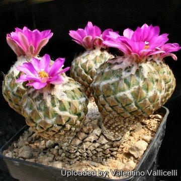 Pelecyphora strobiliformis