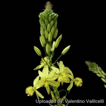 Bulbine frutescens