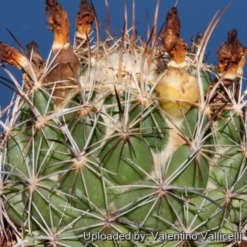 Coryphantha radians