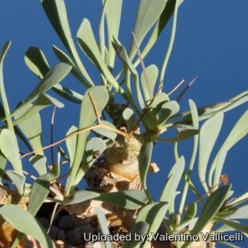 Othonna euphorbioides