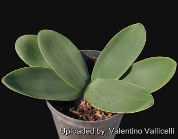 Brunsvigia bosmaniae