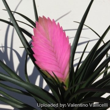 Tillandsia cyanea