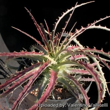 Hechtia podantha
