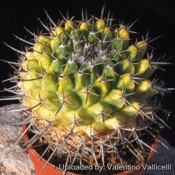 Mammillaria sp. (hybrids) f. variegata