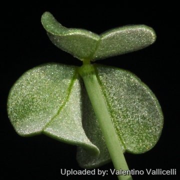 Oxalis megalorrhiza