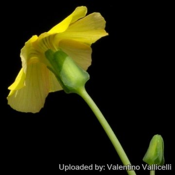Oxalis megalorrhiza
