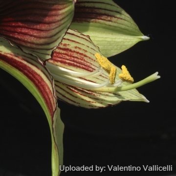 Hippeastrum papilio