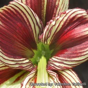 Hippeastrum papilio