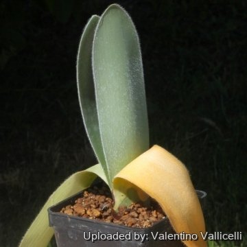 Haemanthus albiflos