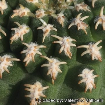 Pygmaeocereus bieblii