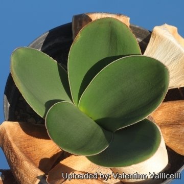 Brunsvigia bosmaniae