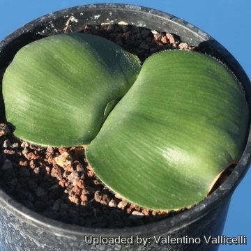 Haemanthus deformis