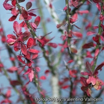 Fouquieria fasciculata