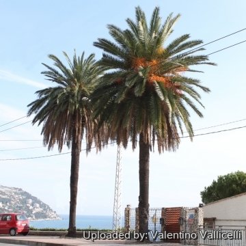 Phoenix canariensis