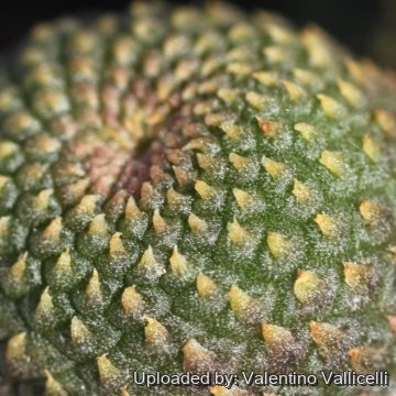 Rebutia krainziana cv. inermis