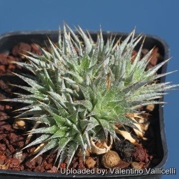 Deuterocohnia brevifolia subs. chlorantha