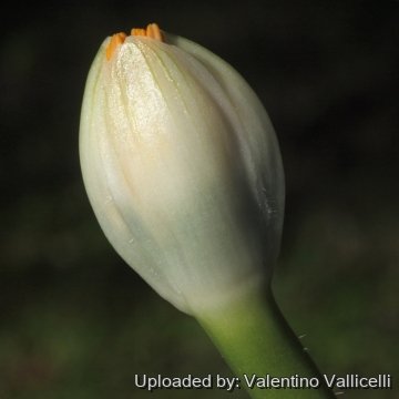 Haemanthus albiflos